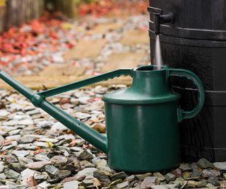 watering can being filled from a rain barrel