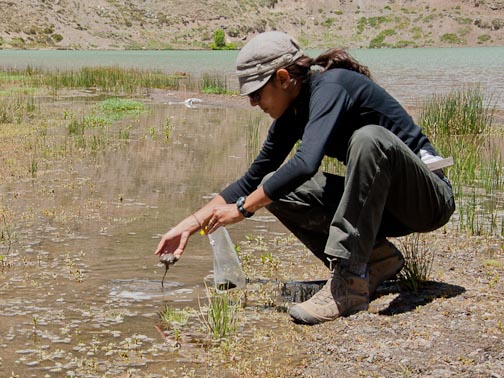 Angela Detweiler collects samples of photosynthetic bacteria in the wetlands at the inlet to Laguna Lo Encañado. 