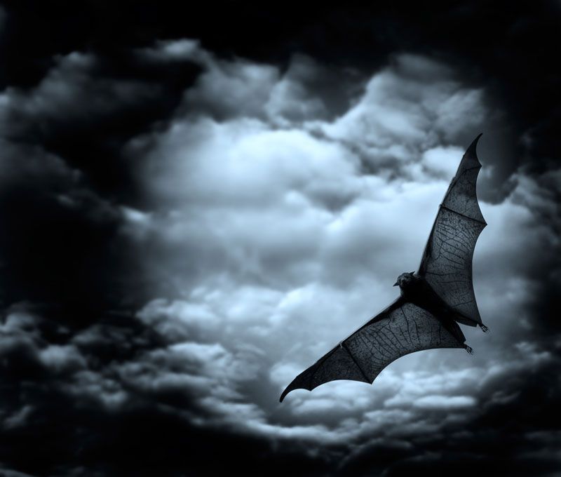 A black bat flying against moonlit clouds