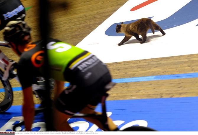 A cat made its way onto the track during the Gent Six Day