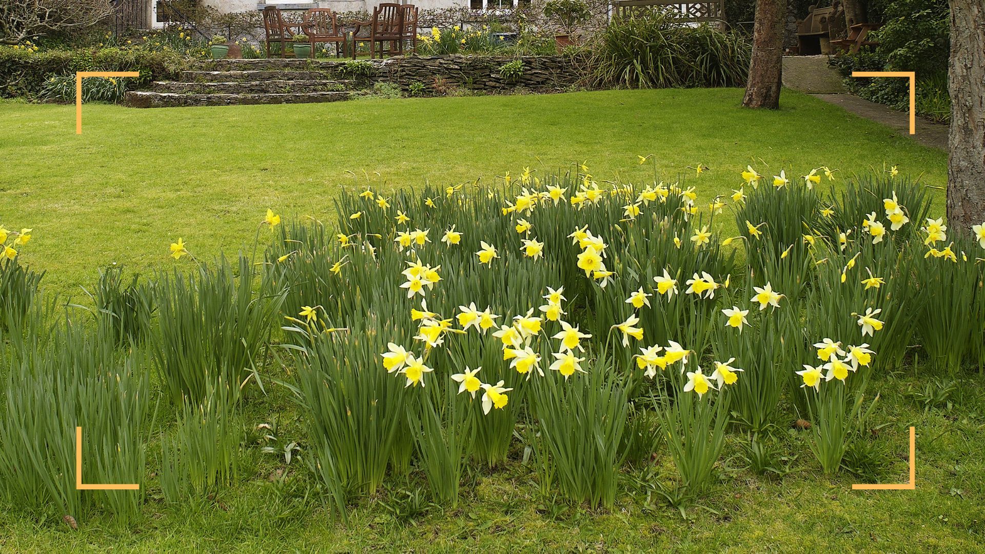 Experts reveal what to do with daffodils after flowering Woman & Home