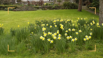 country garden with a flower bed filled with daffodils to support expert advice on what to do with daffodils after flowering