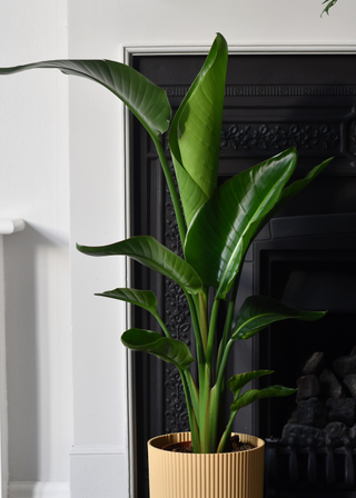 A potted bird of paradise in front of a black fireplace