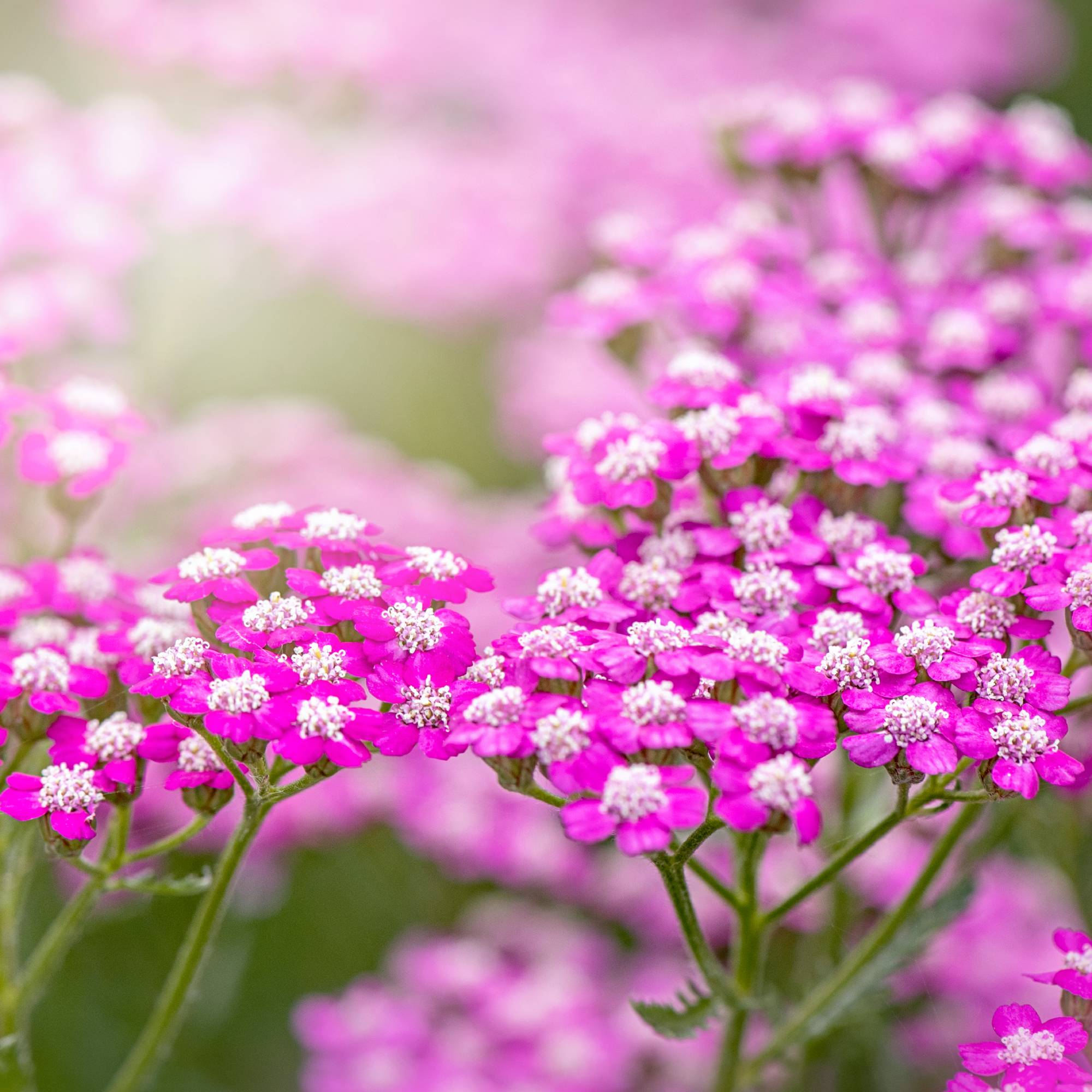 Bright pink yarrow blooms