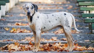 Catahoula Leopard Dog