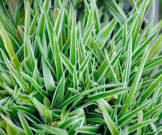 spider plant variegatum growing in container