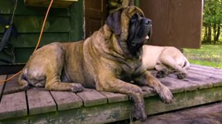 Harrison the English Mastiff who's built like a wrestler