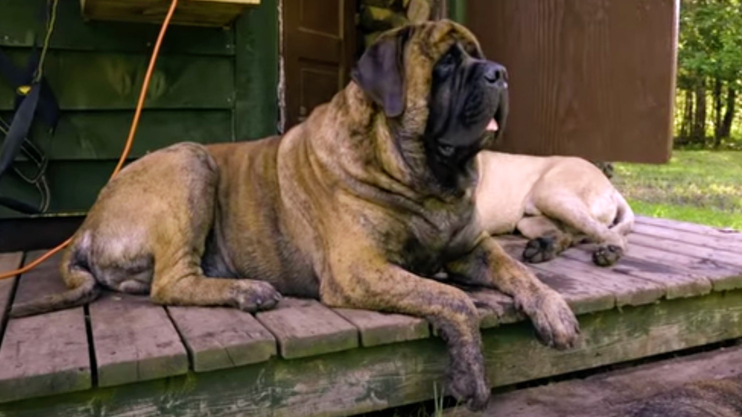 250 lb sales english mastiff