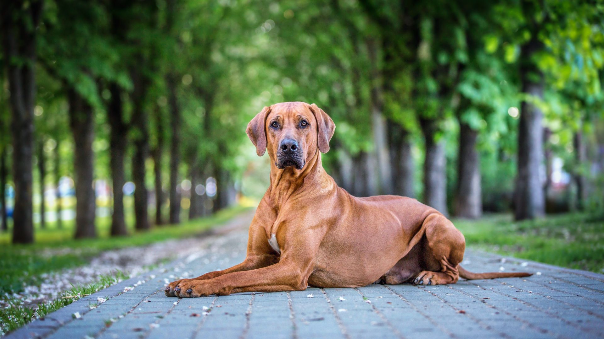 rhodesian ridgeback