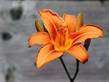An Orange Flower