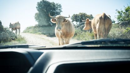 Cow stands in the road, blocking a car.