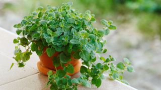 Oregano grown in a pot