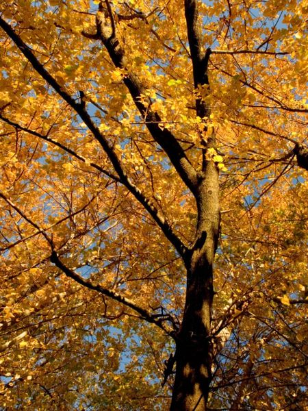 Large Rock Elm Tree Full Of Orange Leaves