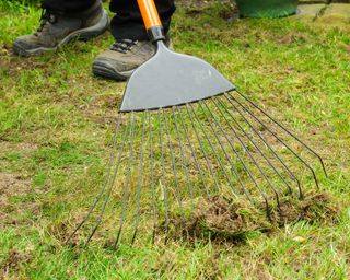 lawn scarification