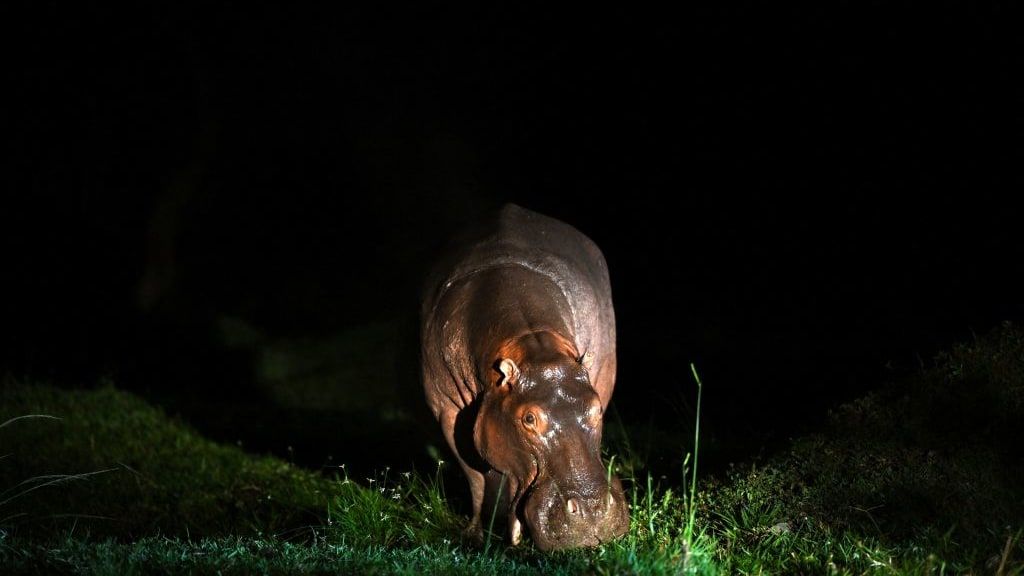 Cocaine hippos' are terrorizing Columbia | The Week