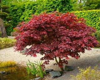 Japanese maple - Acer palmatum 'Bloodgood' - next to a garden pond