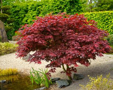 Best backyard trees: 10 choices for yards big or small | Gardeningetc