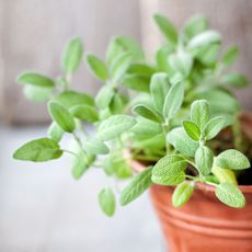 Sage plant in pot