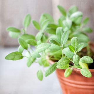 Sage plant in pot