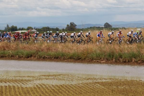 The peloton passes through a rice-growing region.