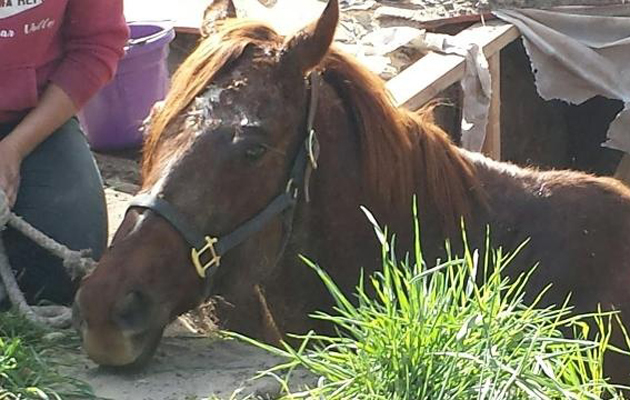 horse rescued from 10ft hole