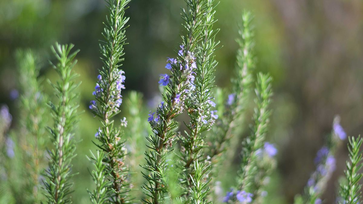 How to prune rosemary and when to do it simple tips for healthy herbs