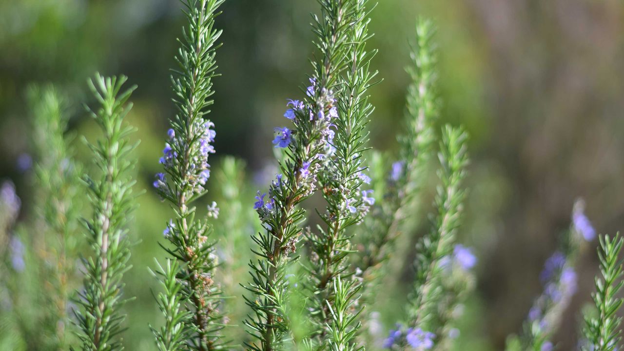 how to prune rosemary bush in garden