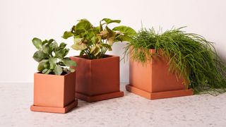 Best indoor plants 2021 - how to repot a houseplant - Anther and Moss