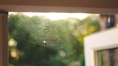 A cobweb in the door frame of a home - for article on how to stop spiders getting in the house