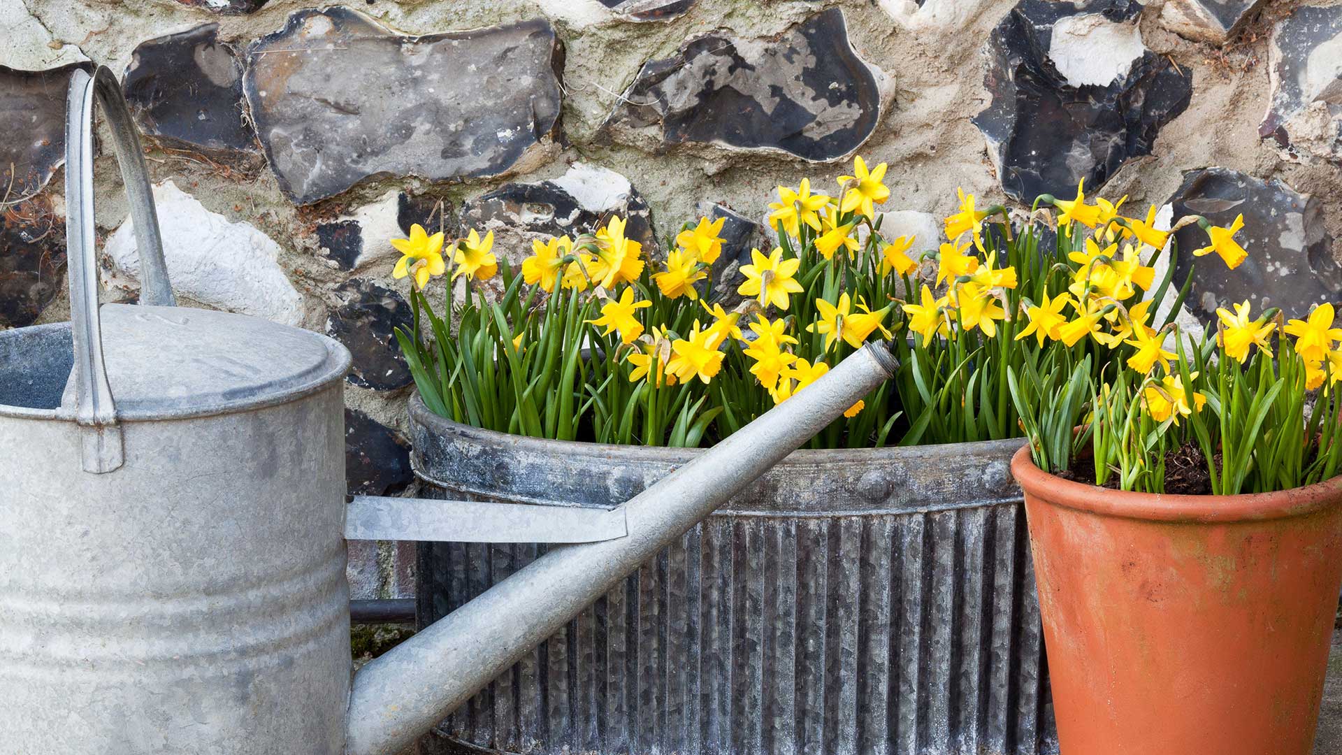 daffodils growing in pots outdoors