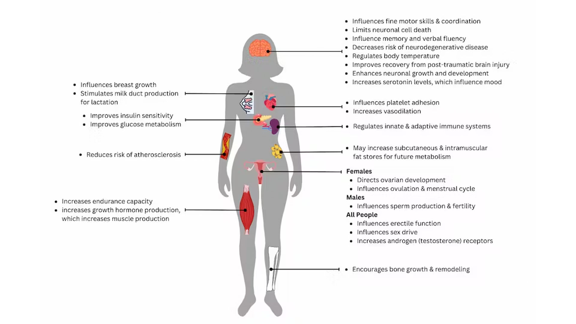 Diagram of how estrogen affects the internal organs of the female body.