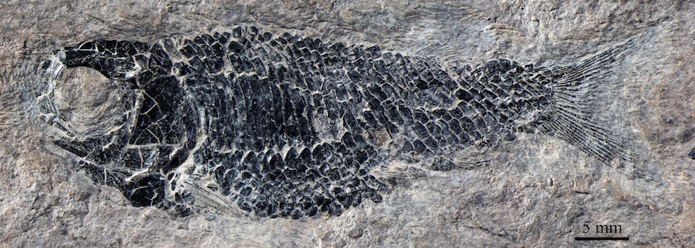 A holotype of the extinct flying fish Wushaichthys exquisitus.