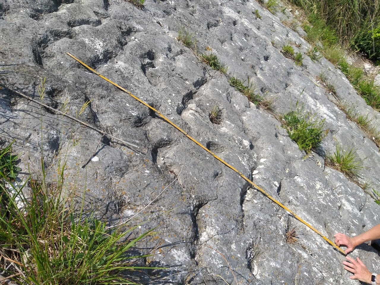 Someone holds a tape measure beside indents in the floor, identified as footprints left from an ancient sea turtle stampede.