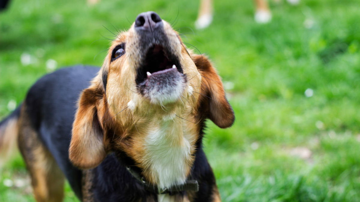 Small dog barks/howls in a field