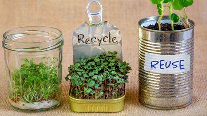 seedlings growing in jars and tins 