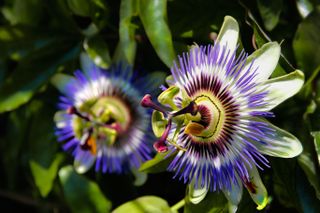 A close-up of purple passion vine flowers