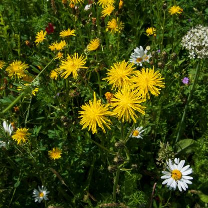 Dandelions growing in grass