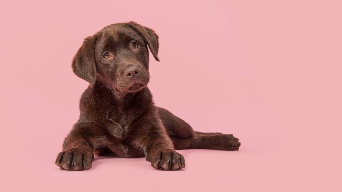 It turns out humans actually do love dogs more than other humans (knew it)  | Marie Claire UK