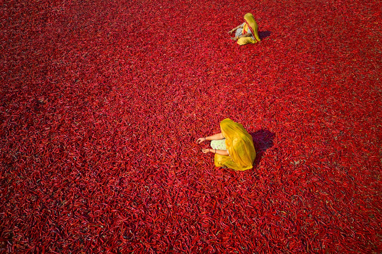 India, Rajasthan, chilli drying