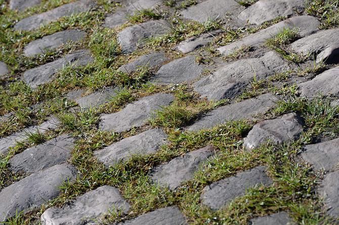 Grass grows in between the cobbles of the Arenberg forest