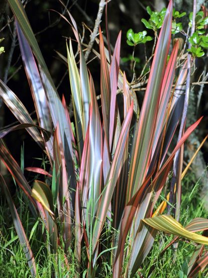 New Zealand Flax Plant