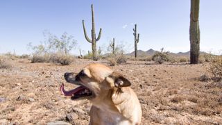 Chihuahua in the desert with cacti