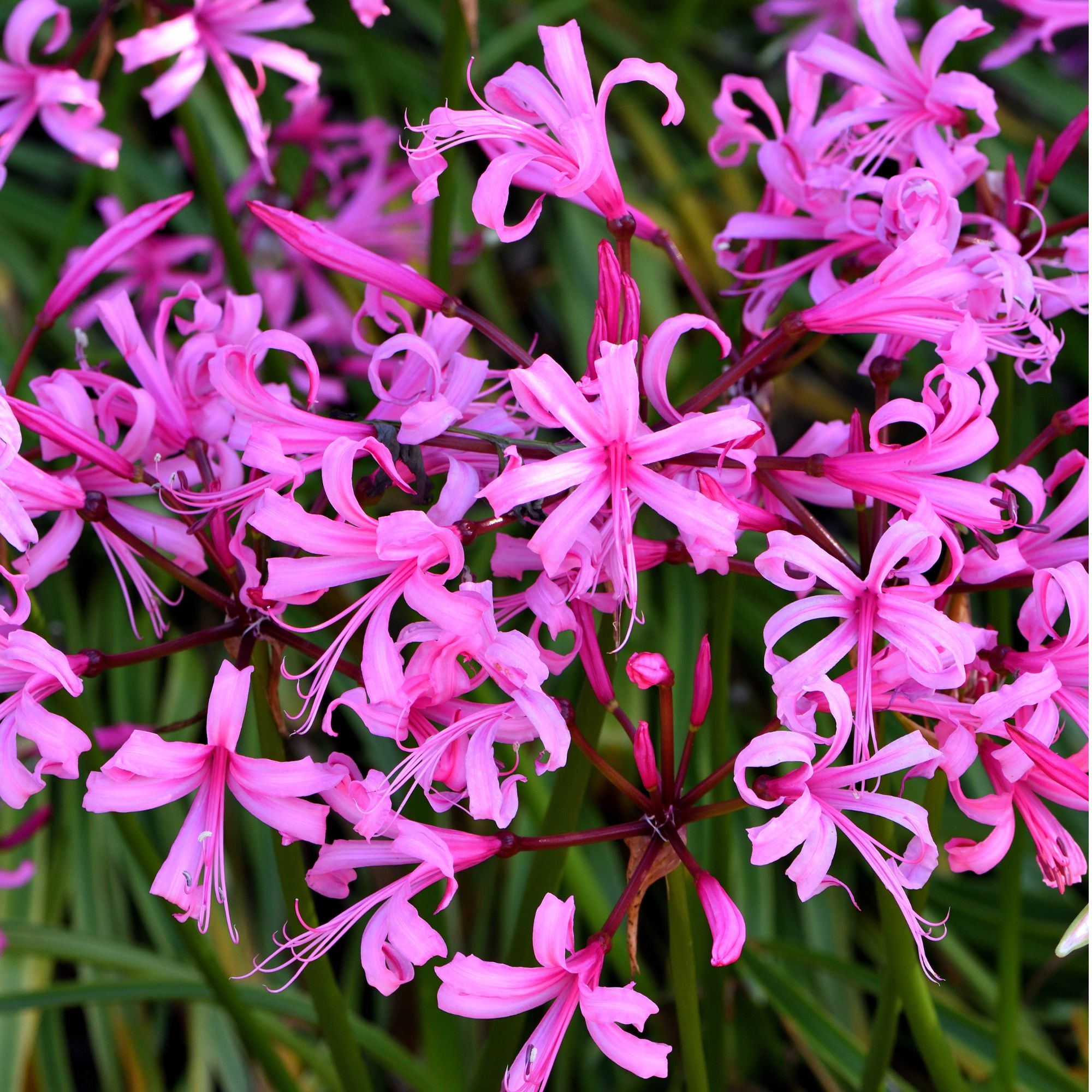 nerines in garden