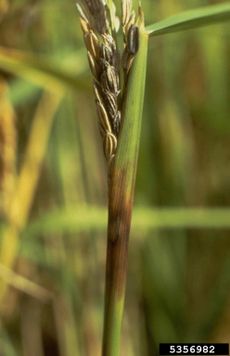 Rice Diseased With Black Sheath Rot