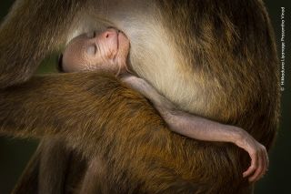 Winning image from the 60th Wildlife Photographer of the Year competition