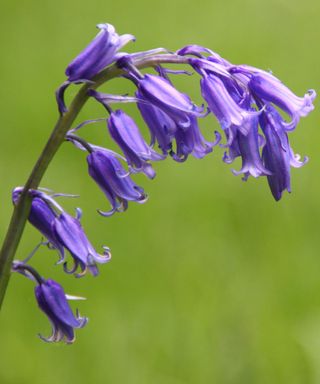 A stem of bluebell flowers