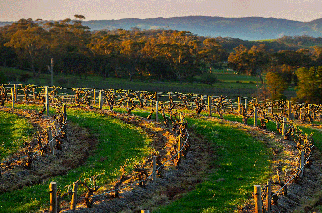 Greenock vineyard - Elderton