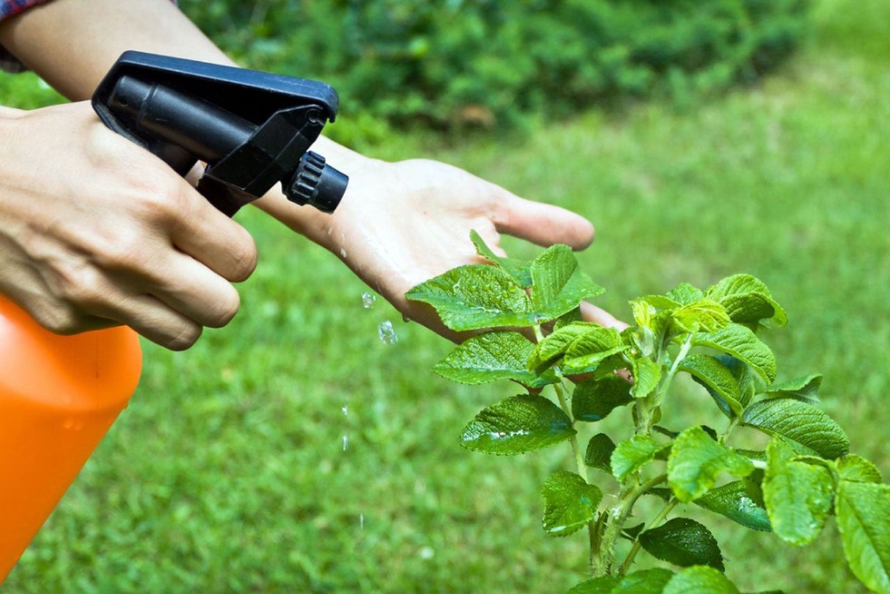 Gardener Spraying Green Plant