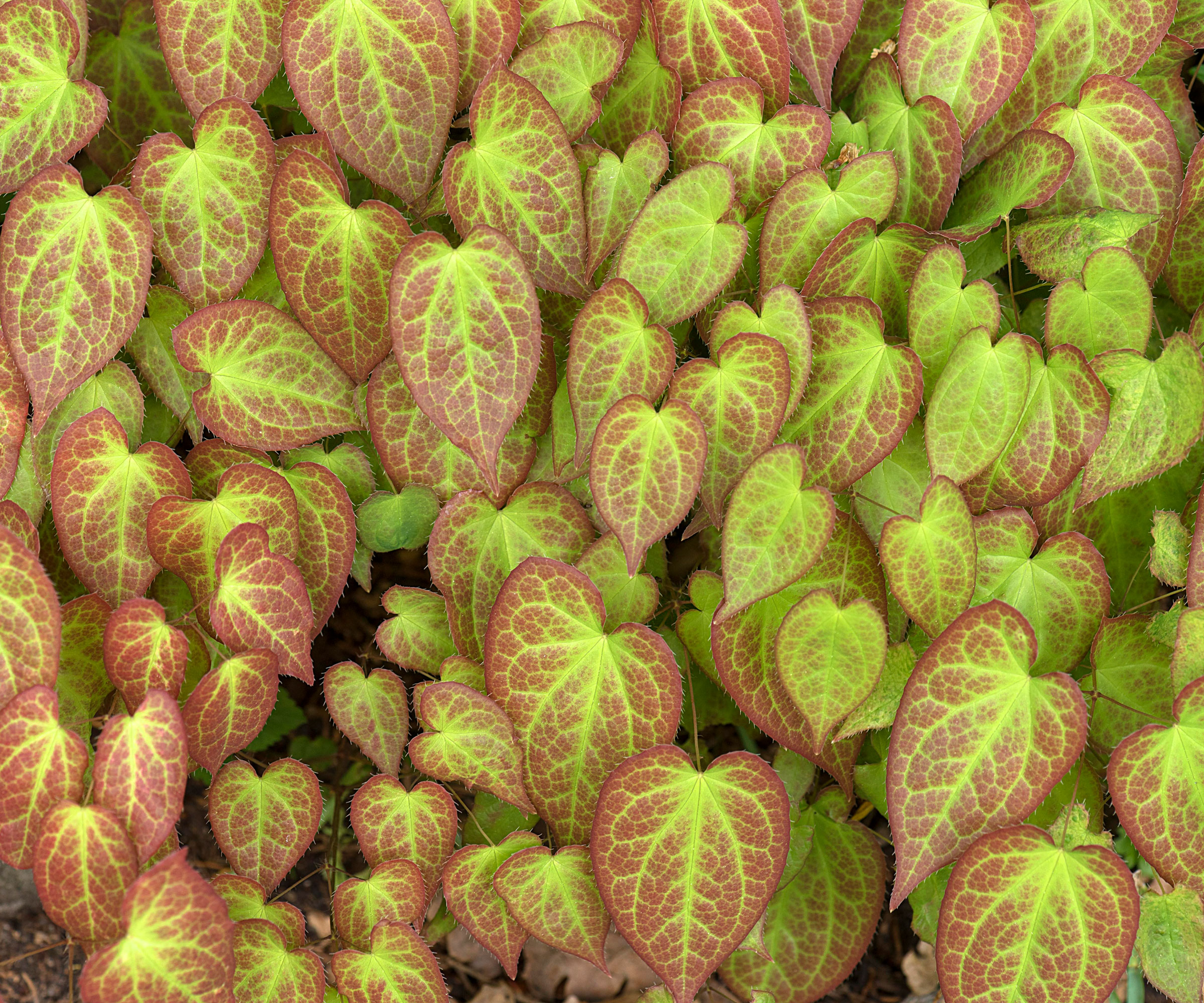 barrenwort with bright green foliage and red edging