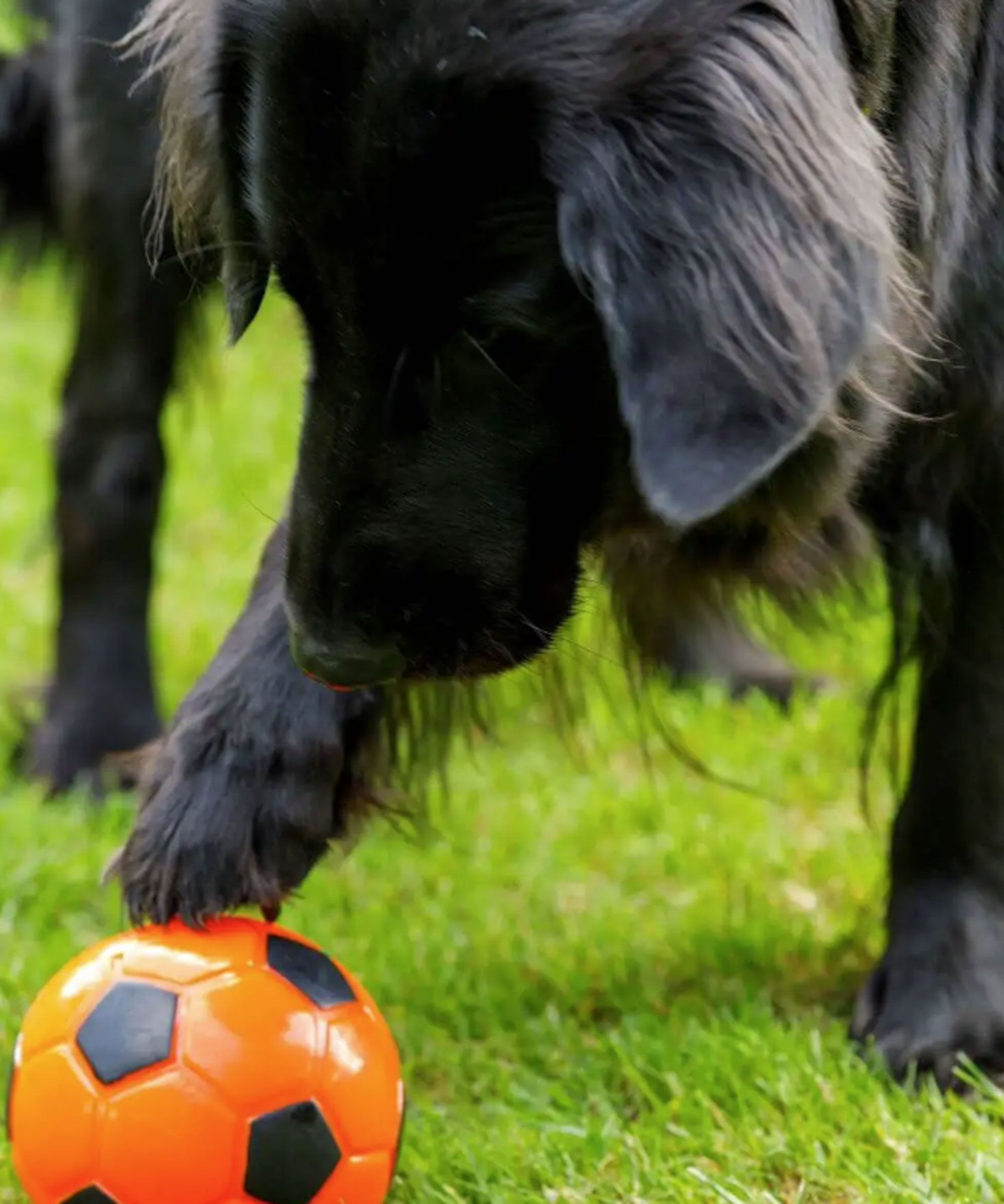 dog playing with treat ball
